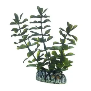 HOBBY Bacopa Best