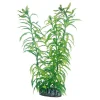 HOBBY Heteranthera Clearance