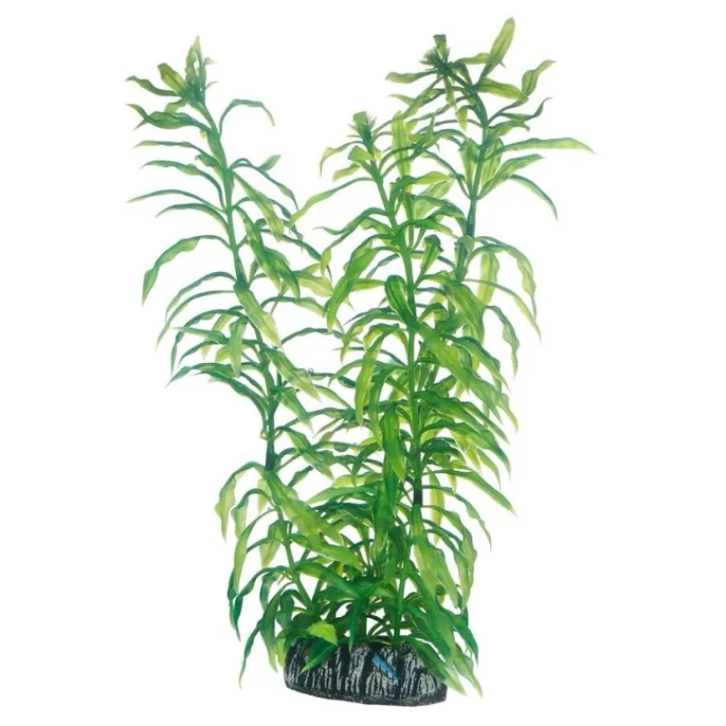 hobby_heteranthera_0.webp HOBBY Heteranthera Clearance