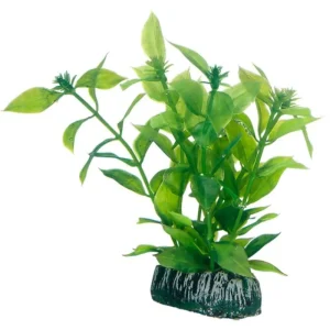 HOBBY Hygrophila New