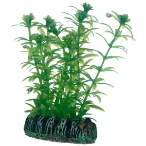 HOBBY Lagarosiphon Fashion