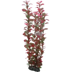 HOBBY Ludwigia Sale