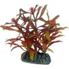 HOBBY Nesaea Sale