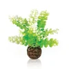 OASE Biorb plante Caulerpe Outlet